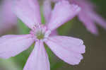 Sticky catchfly